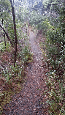 Great Auckland Walk: Albany Trig Track Path