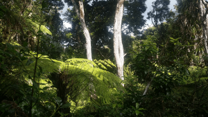 Spectactular Native NZ Trees