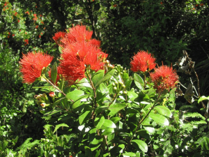 Rata in flower