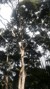 Group of huge 20m tea trees