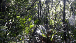 Emlyn Reserve Track Bush