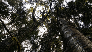 Emlyn Kauri Reaching To The Sky