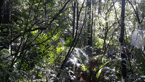 Fitzwilliam Reserve Native Bush 