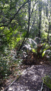 Fitzwilliam Reserve Bush Track 