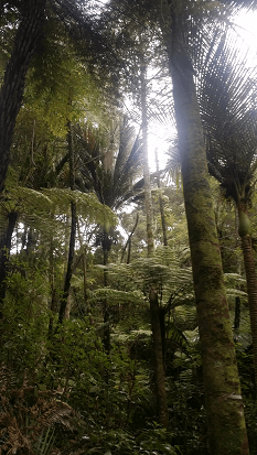 Native trees, ferns and nikau on the Kate Shepherd Track