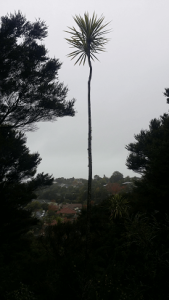 Stredwick Track Torbay Cabbage Tree 