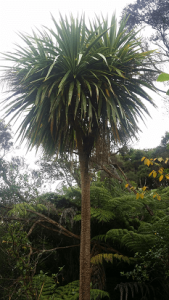 Stredwick Cabbage Tree North Shore Walk