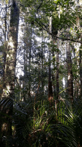 emlyn kauri trees in auckland