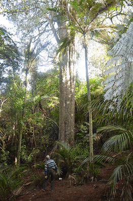 650 year old kahikatea tree in Awaruku Bush Reserve