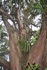 Huge Totara Tree on Albany Totara Walkway