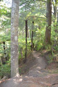 Great all-weather walking track