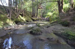 Totara Track Albany Picturesque Stream