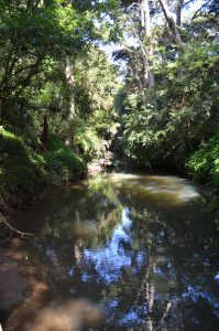 Natiive bush on the Totara Track and Otehe Stream