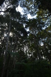 Totara Track Tall Trees